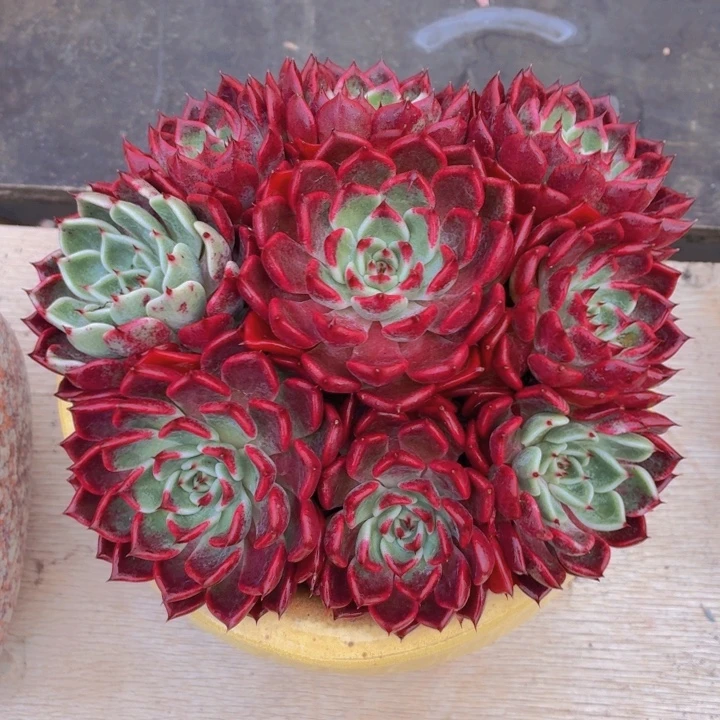 玫瑰型多肉沙罗姬牡丹-4