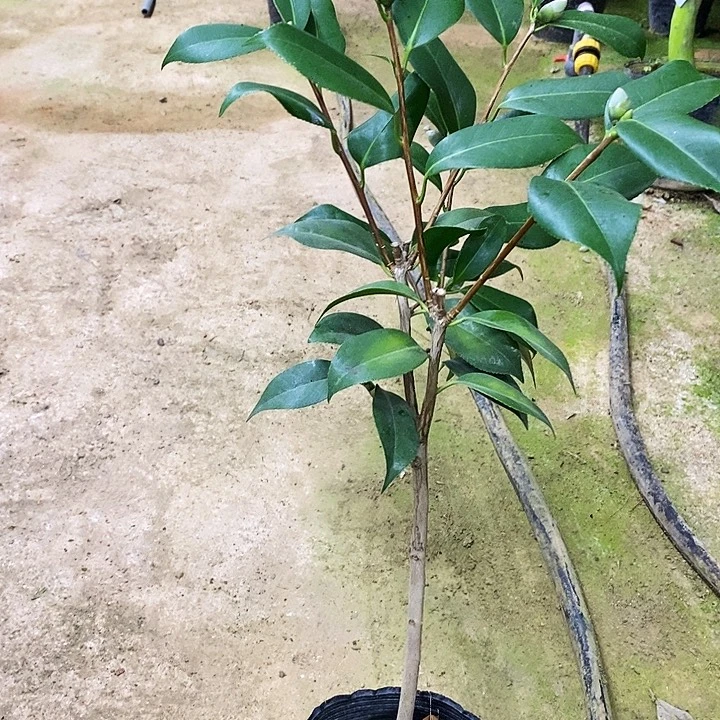 无花朵熊谷。