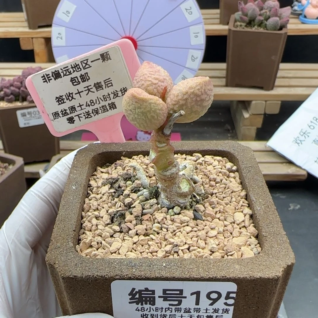 195金桔多肉植物