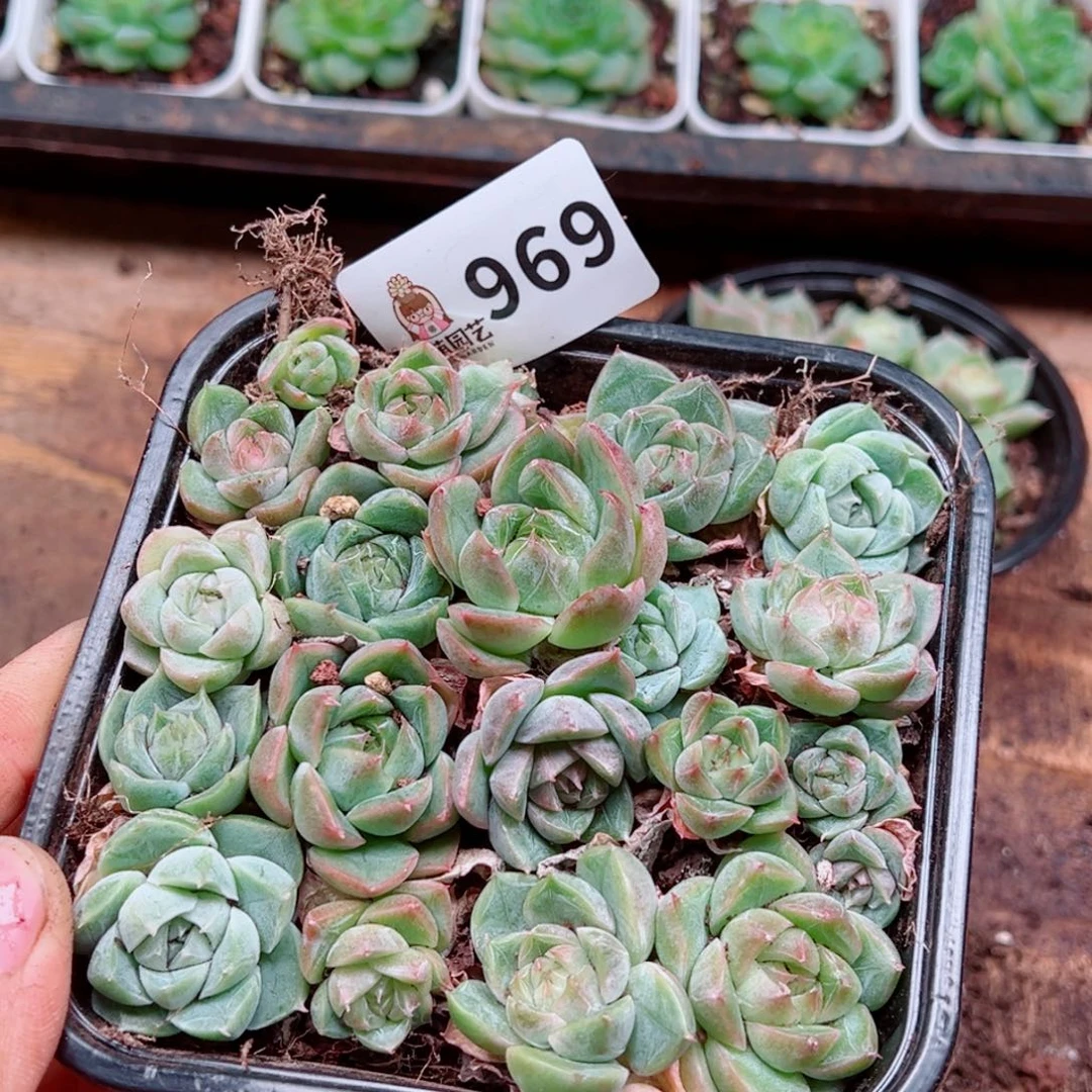 多肉植物多肉植物