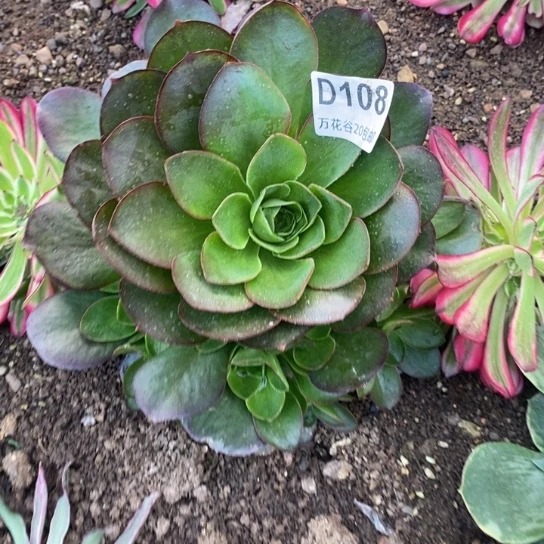 108魅金玫瑰多肉植物