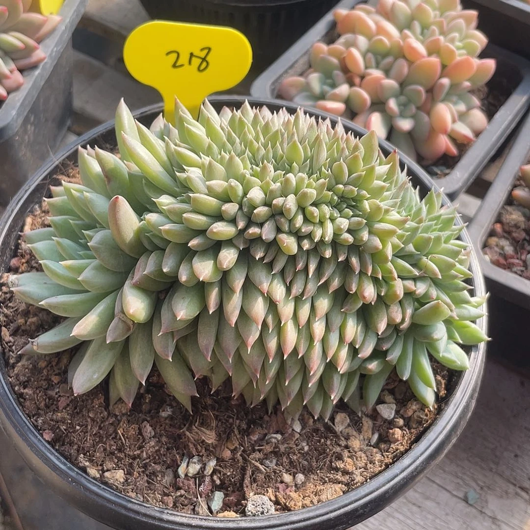 美人缀化多肉植物218