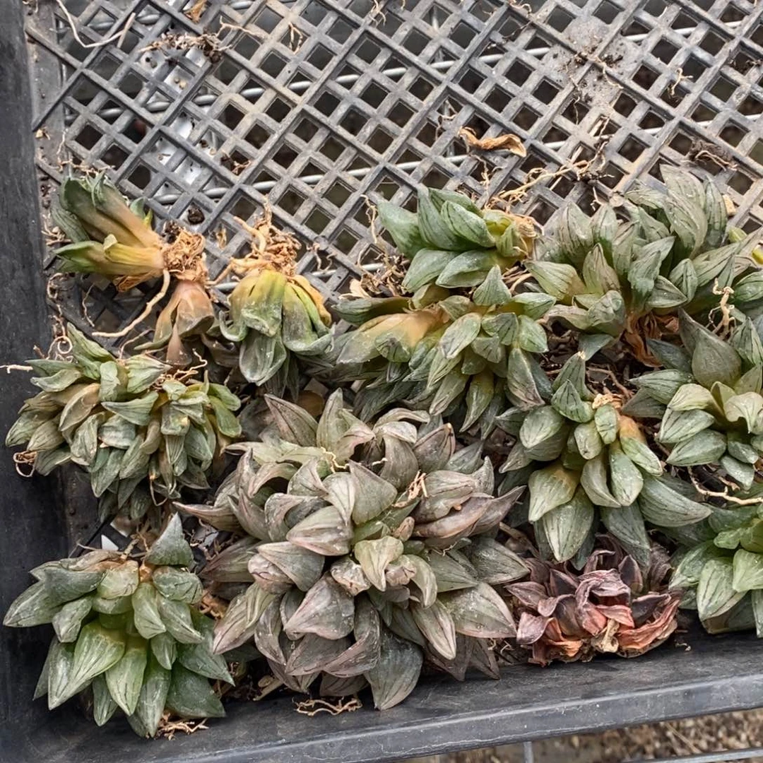 你*帅215 一组西瓜寿端午福利