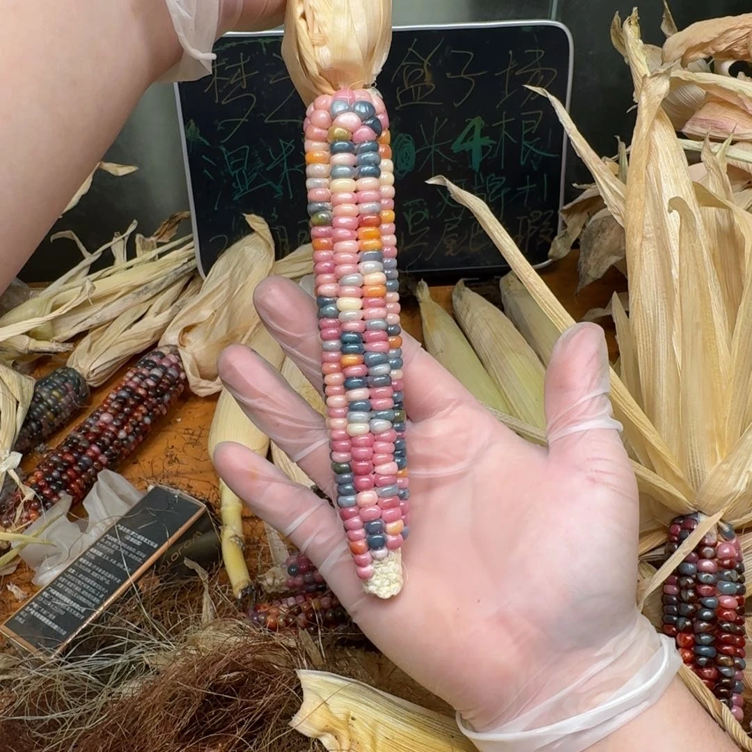 柏香籽/百香籽吊坠深***海