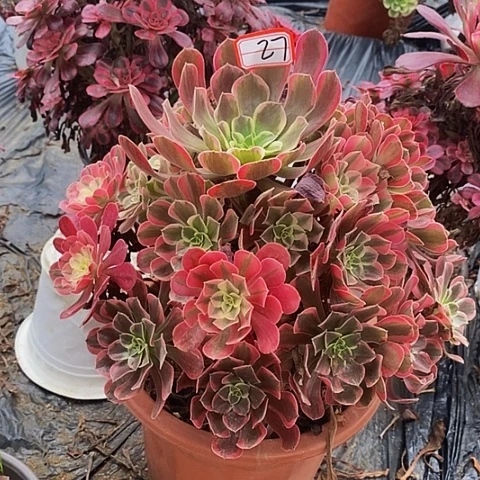 青***姐金丝雀老桩捧花27号