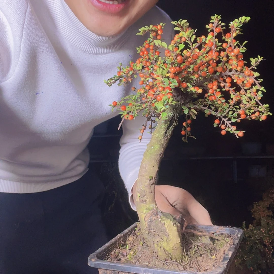 无花朵荀子盆景园区