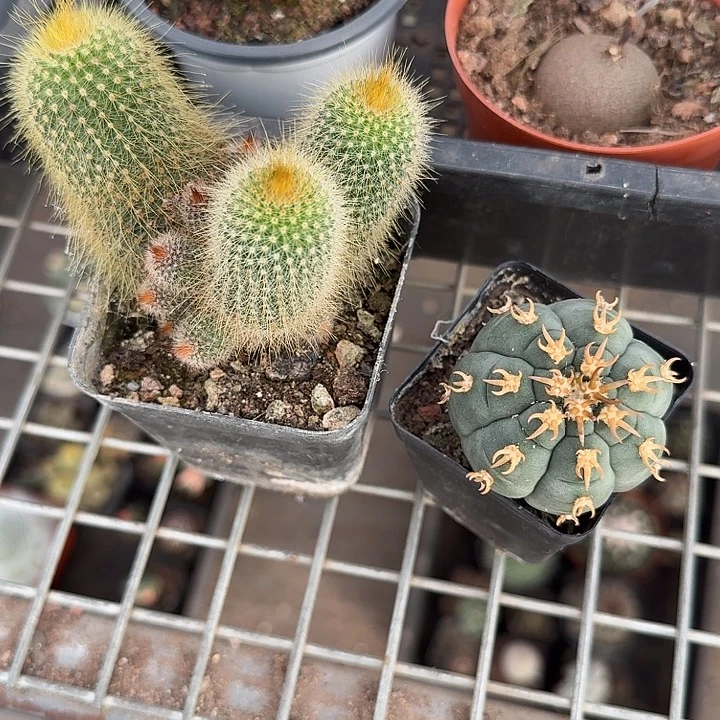 阿***凯组合2颗仙人球组合1仙人球