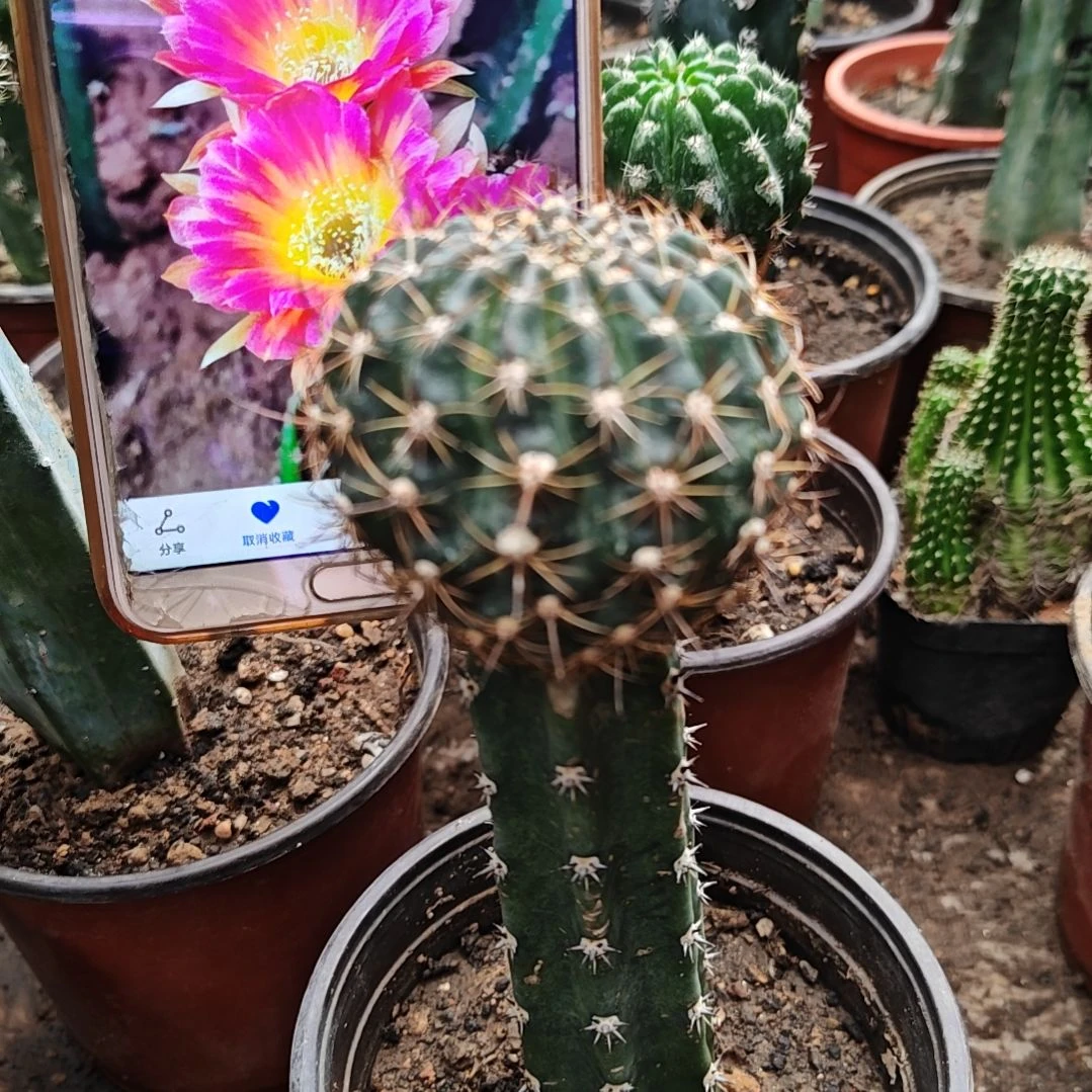 丽花秀普嫁接DL110福92