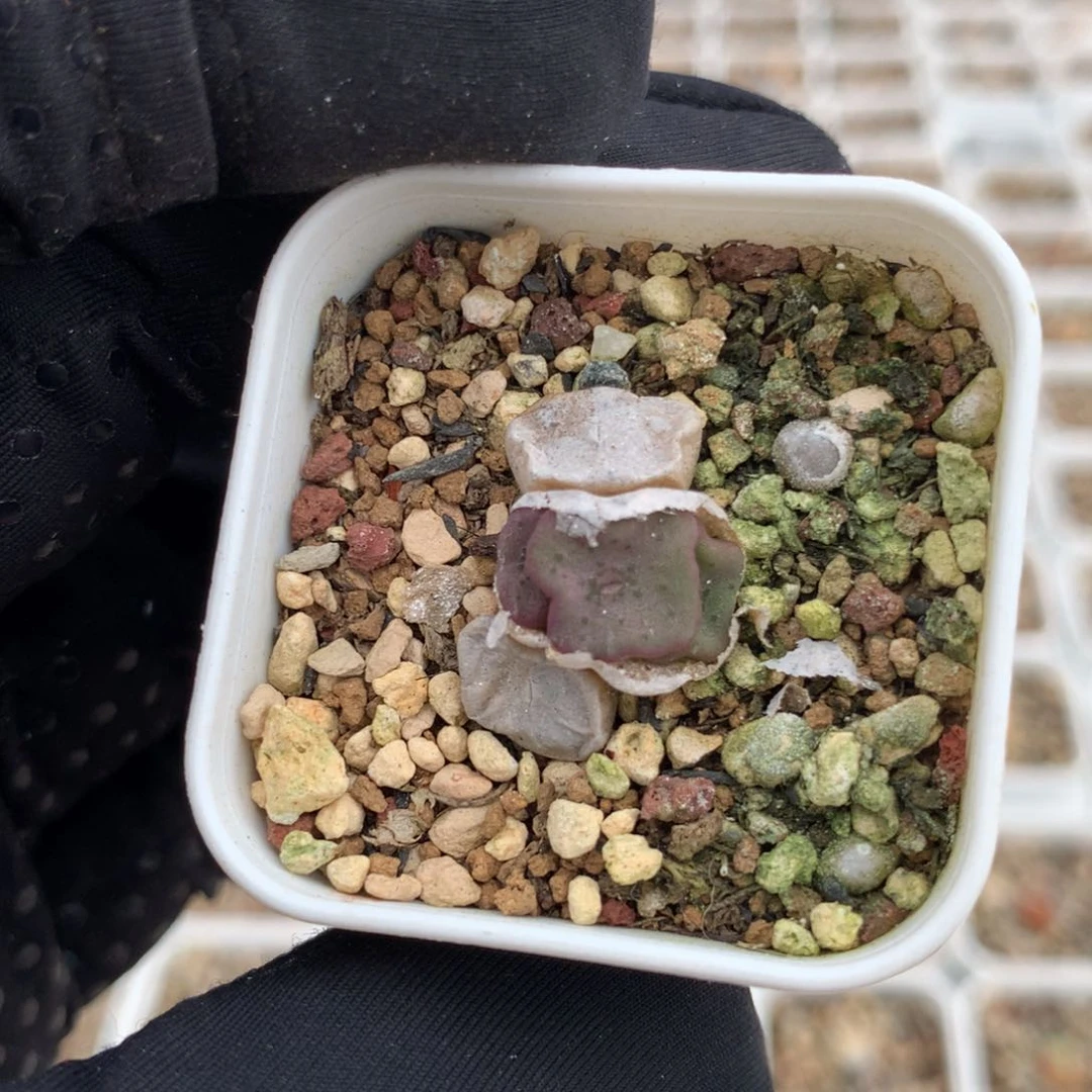 780紫方碗母本一颗