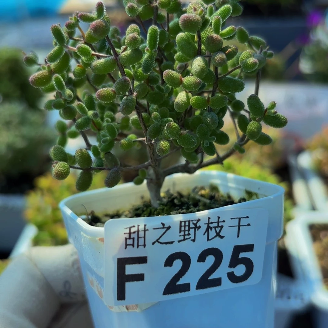 实生蜜叶糖球225。