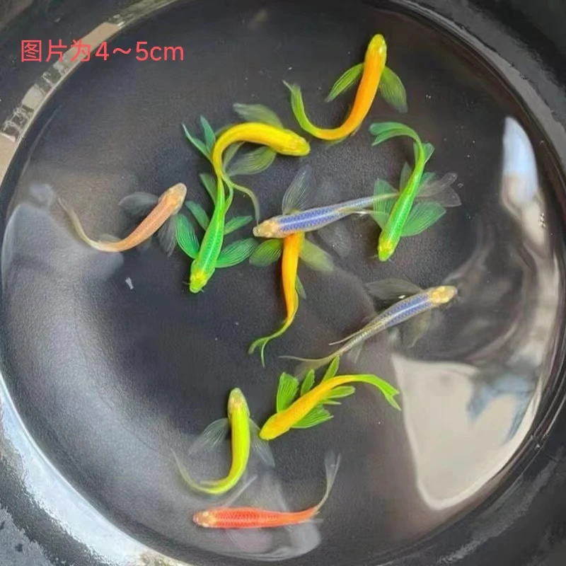 高端混色碟翼长尾斑马鱼热带淡水鱼新手闯缸练手鱼