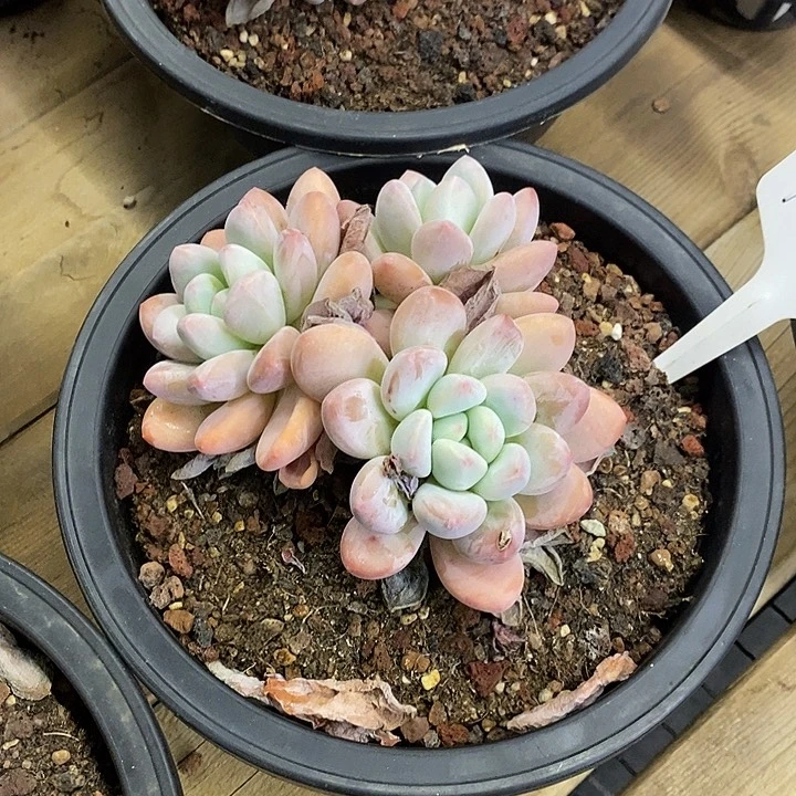 大盆香水福利多多