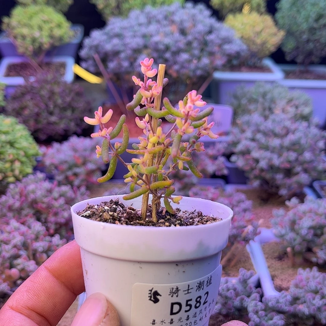 582糖球锦枝干番杏多肉