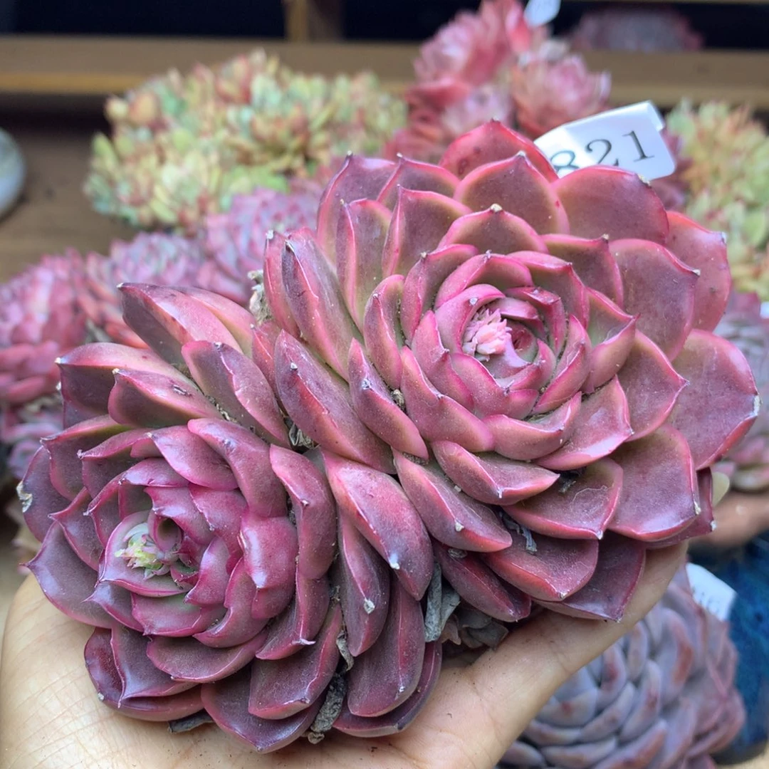 6821新年快乐发发发