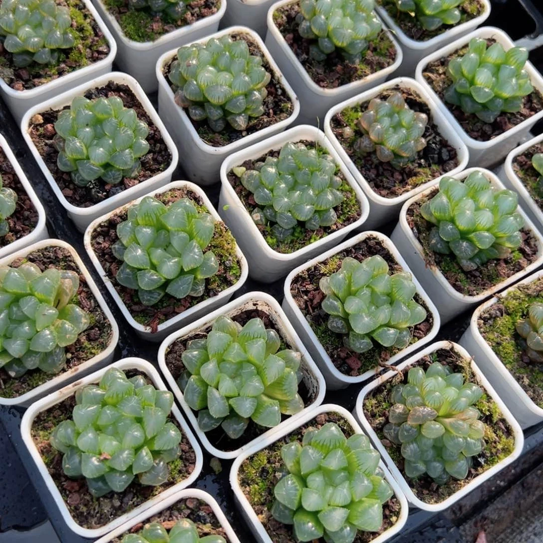 白盆三盆糯肌玉露多肉植物