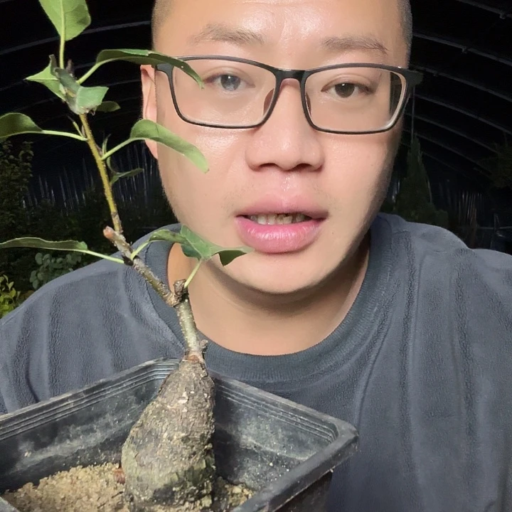 永***场当前无花朵，栽培后可花朵
