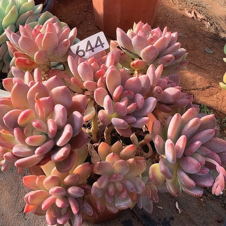 644灰姑娘一物一拍多肉