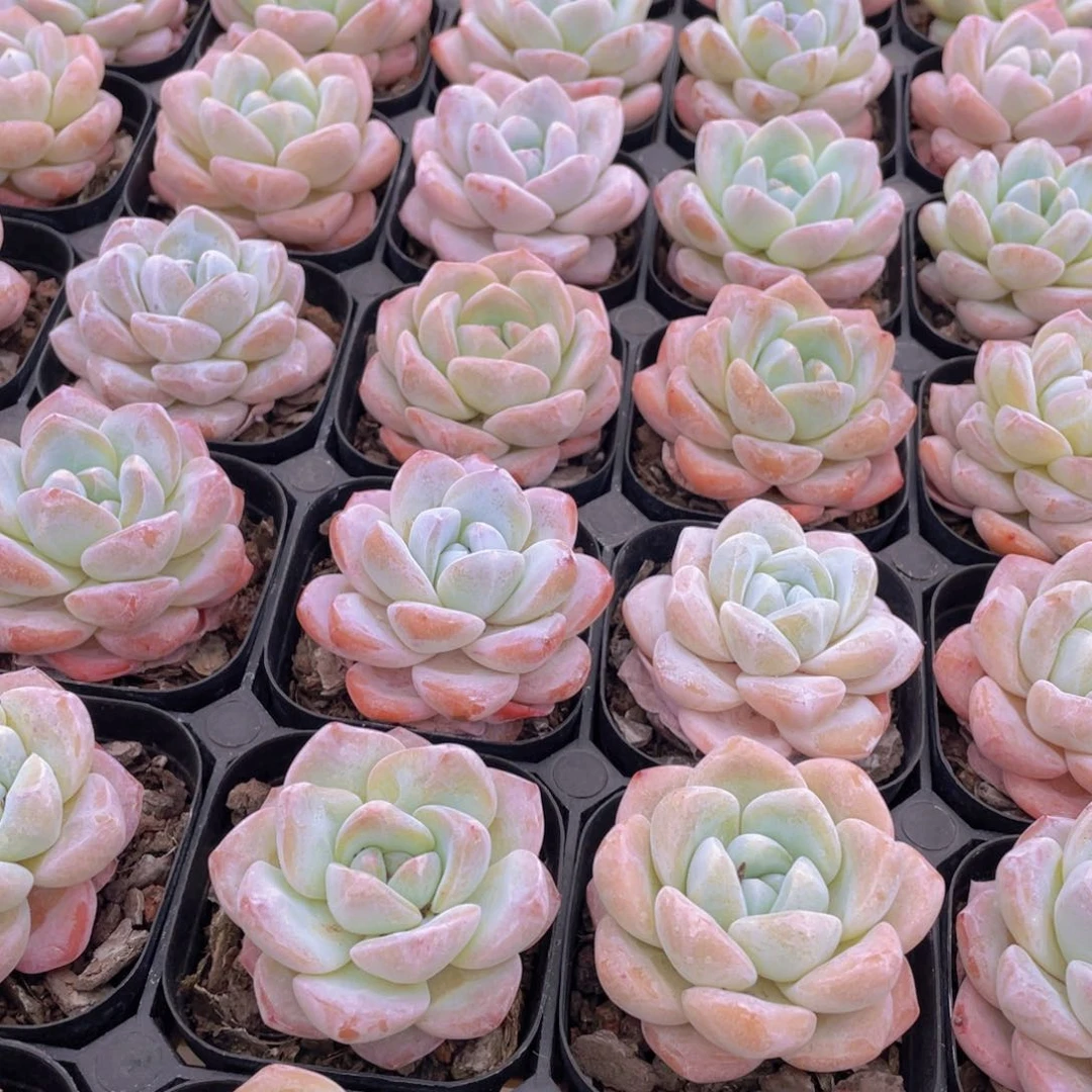 1010号 肥胖奶油大白兔单头2个