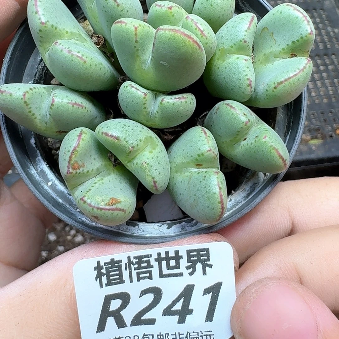 多肉植物的润泽地fg