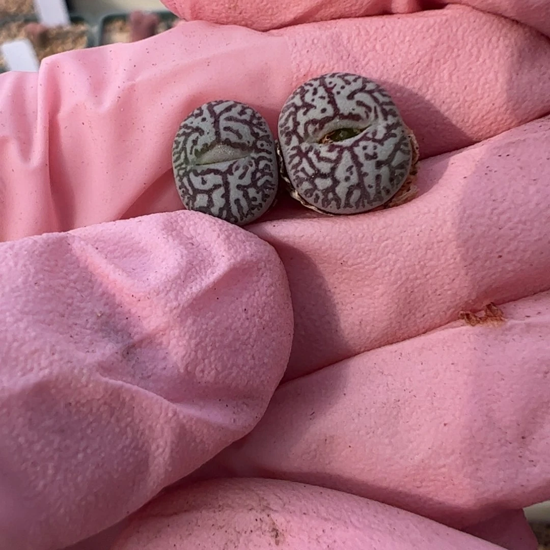 805 好看的多肉冲冲冲q