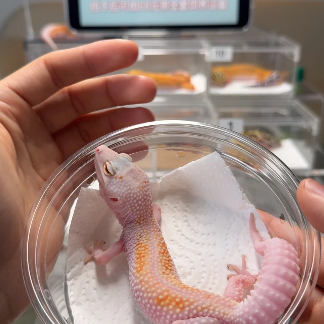 豹纹守宫白黄雪花红眼暴龙迷妹妹