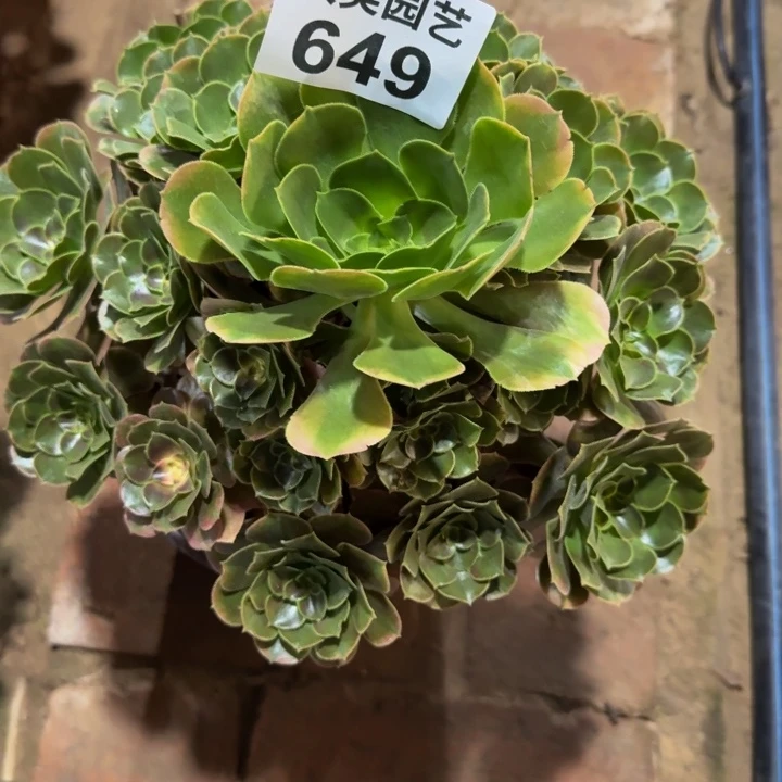 開***天香妃649老桩肉肉肉