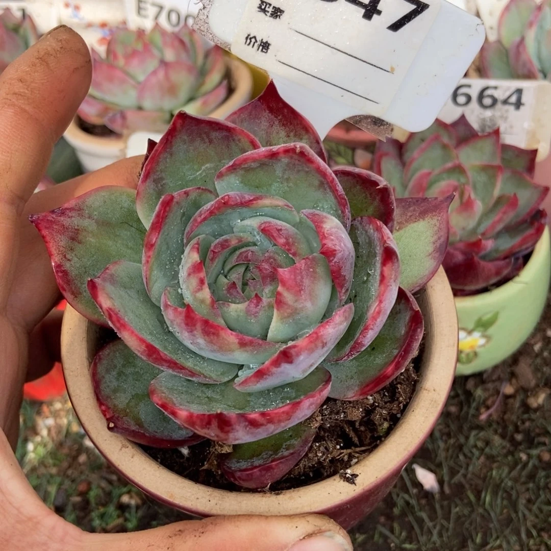 惊鸿一瞥847号楼