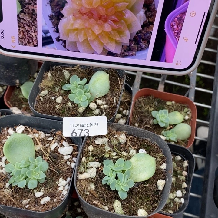 标673夜华771四头一个量拍