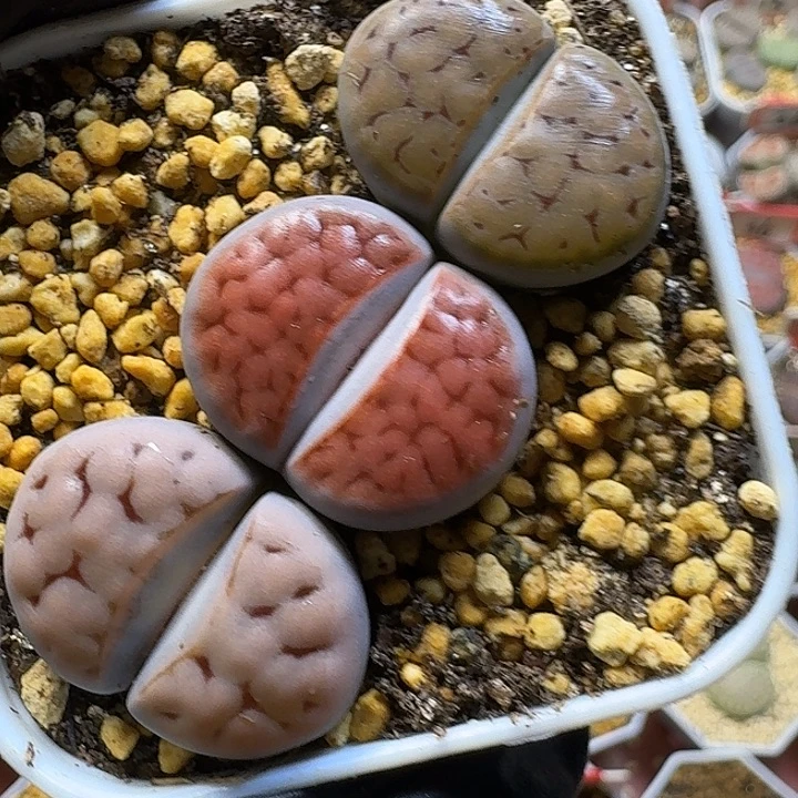 生石花111112。  157