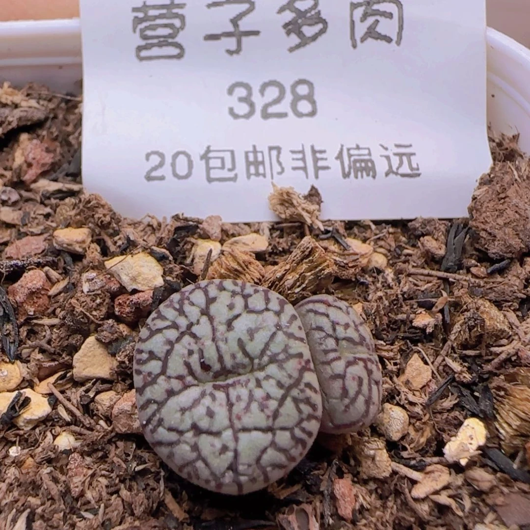 墨小锥脱土发货。