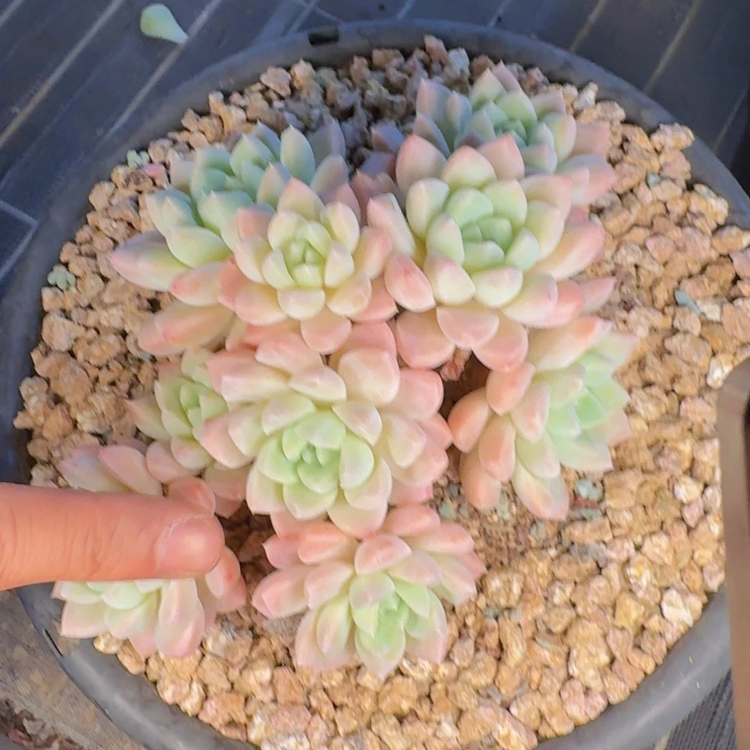 *****多肉植物和植物的