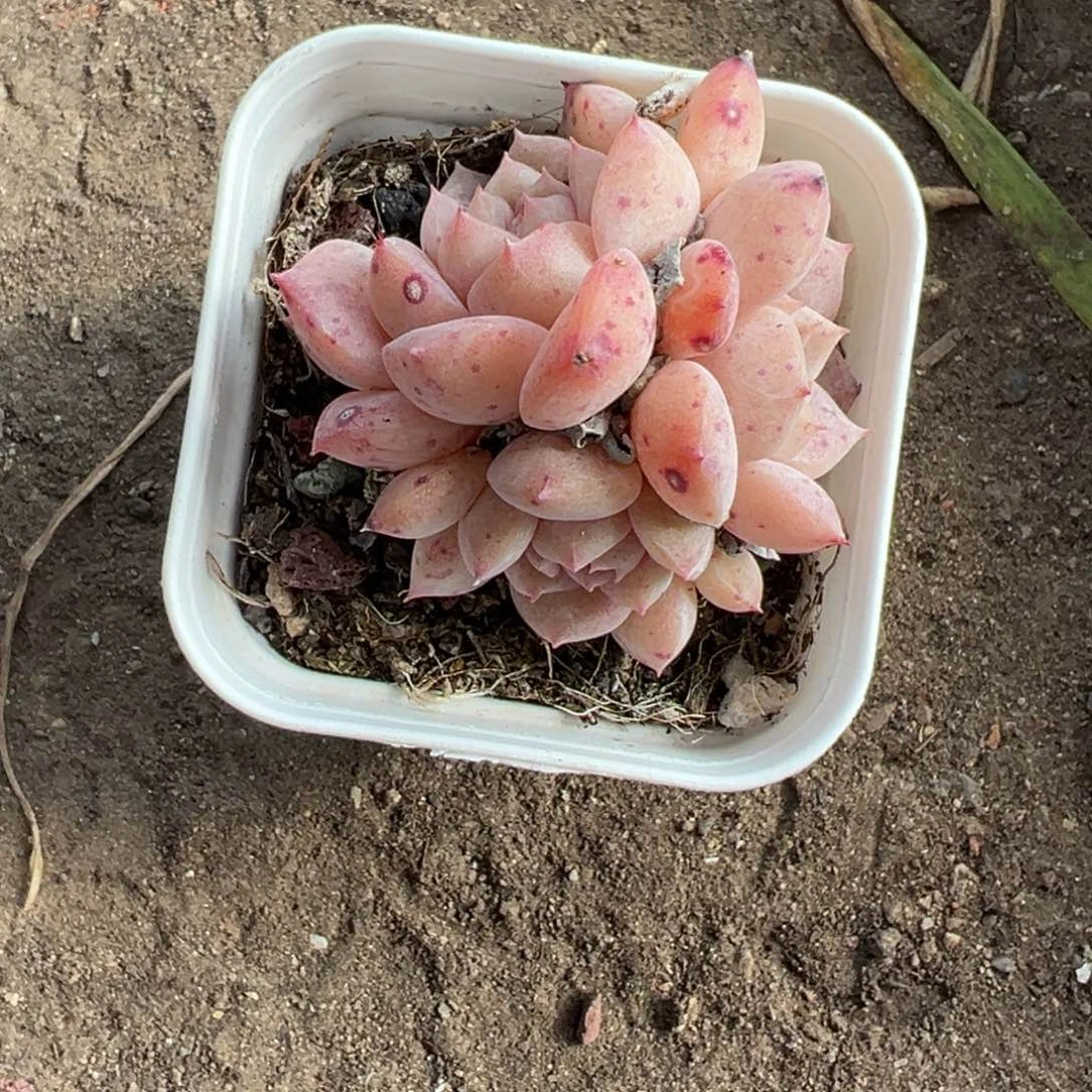 小卡拉米糖心一物一拍