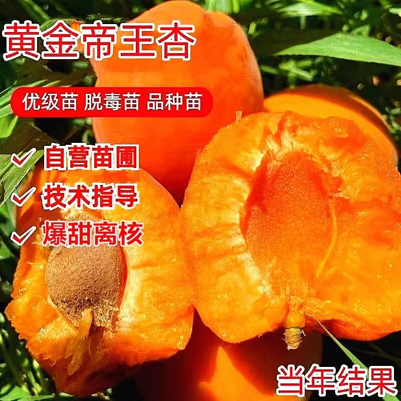 正宗嫁接杏树苗早熟特大超甜耐寒果树苗庭院盆栽地栽南北方种植苗