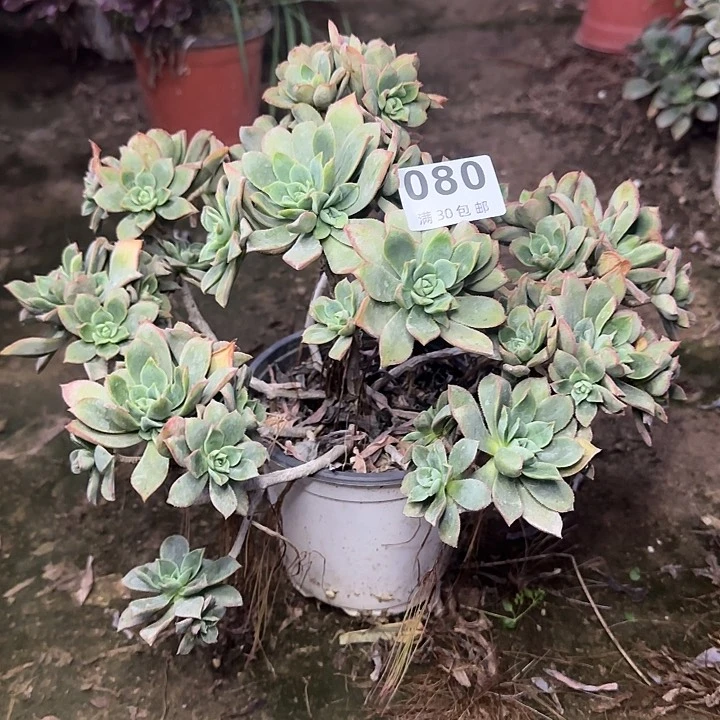 080。