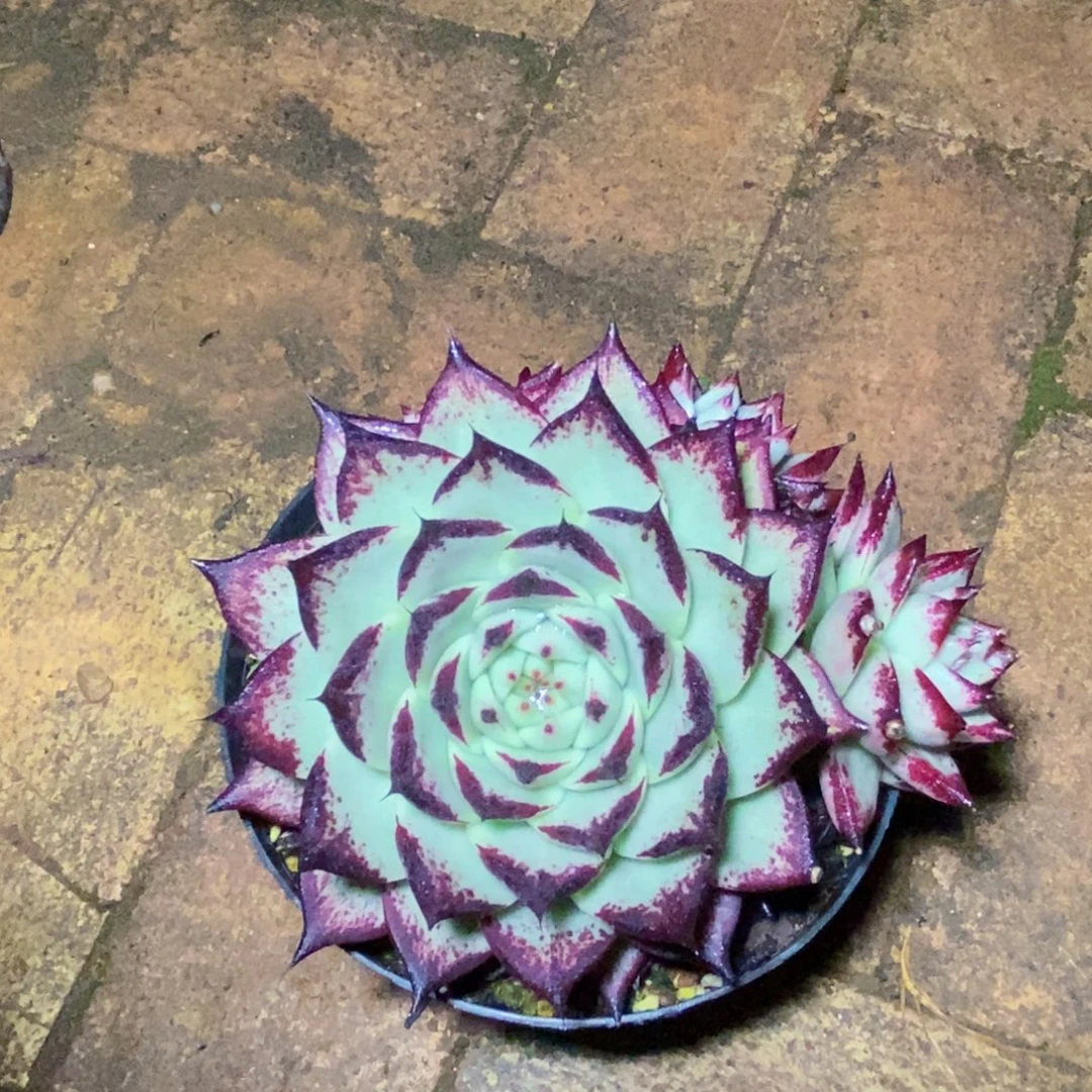 福利特价美乌群白皮