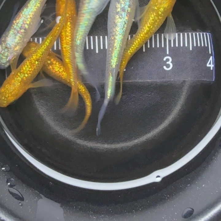 青鳉鱼混搭鱼59号