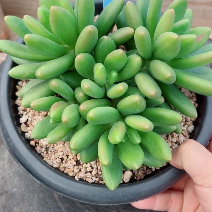 ^***正芒果奶多肉植物1颗