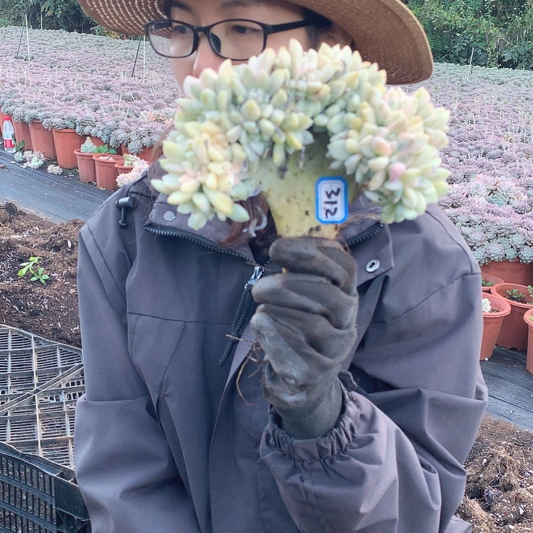 312 淡雪锦缀 一物一拍