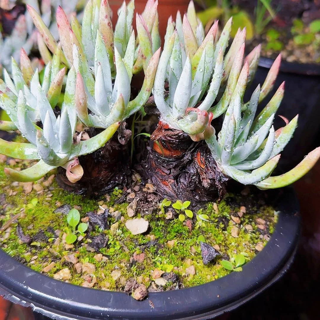 1689雪花仙女杯多肉