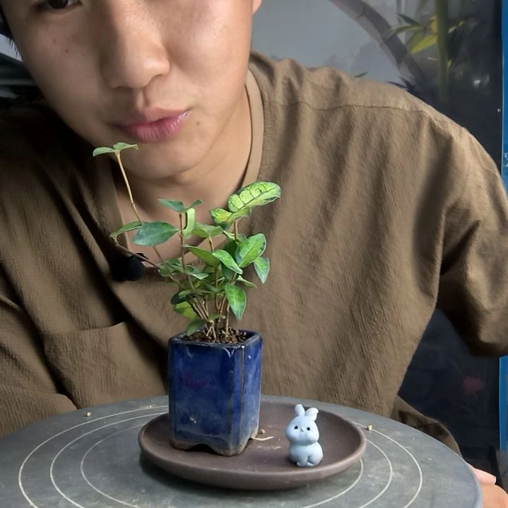 木*中青园艺一物一拍57