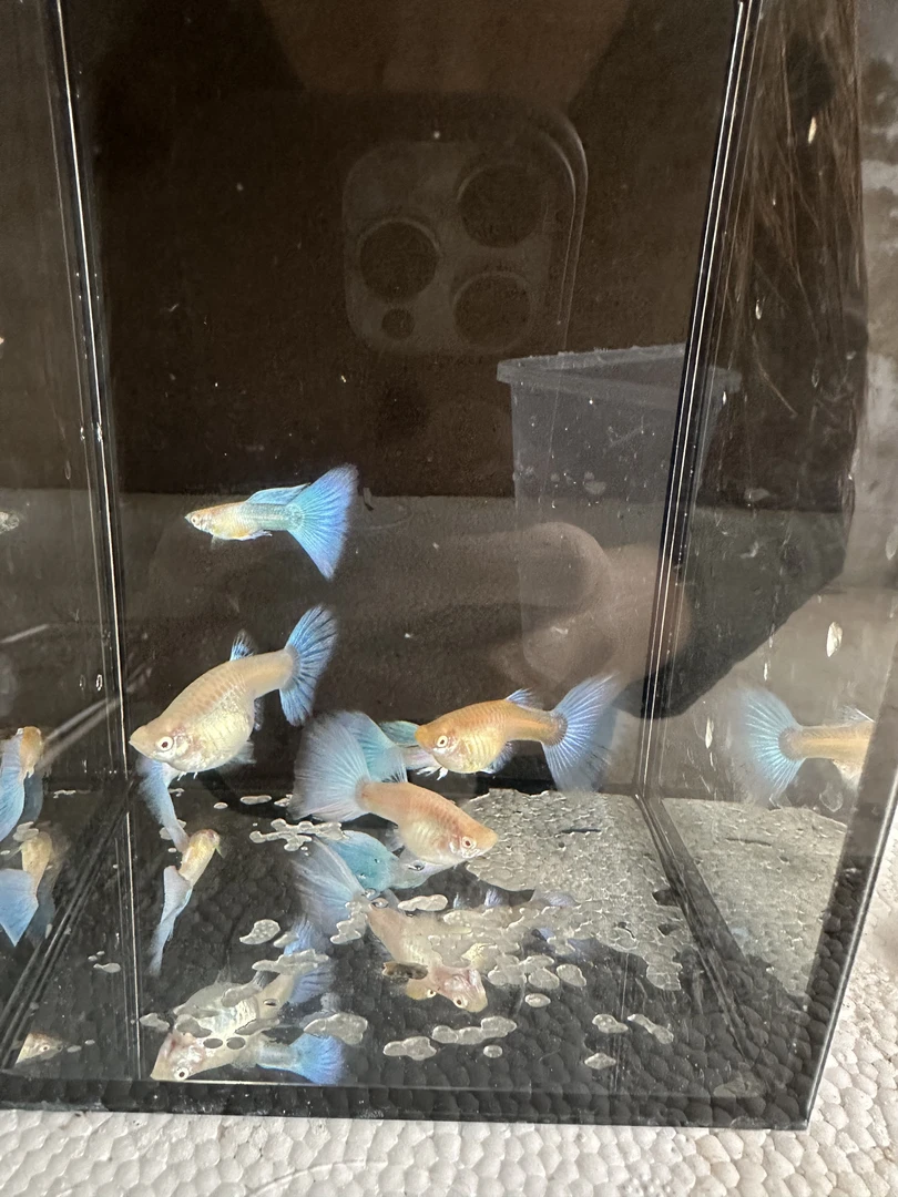 孔雀鱼蓝白极光热带鱼带孕肚淡水鱼