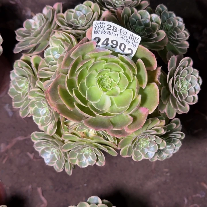 24902南分花妖多肉植物