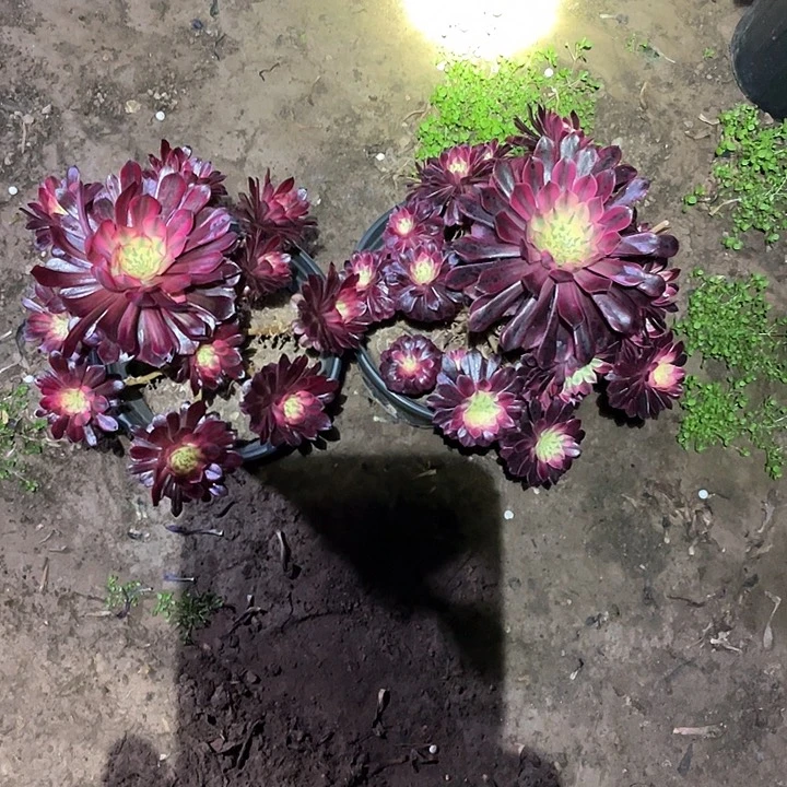 黑桐柏2颗不包损598