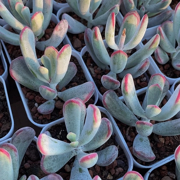 棒叶锦3.8带盆土发