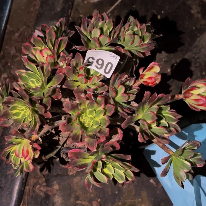 065霁月多肉植物不售后