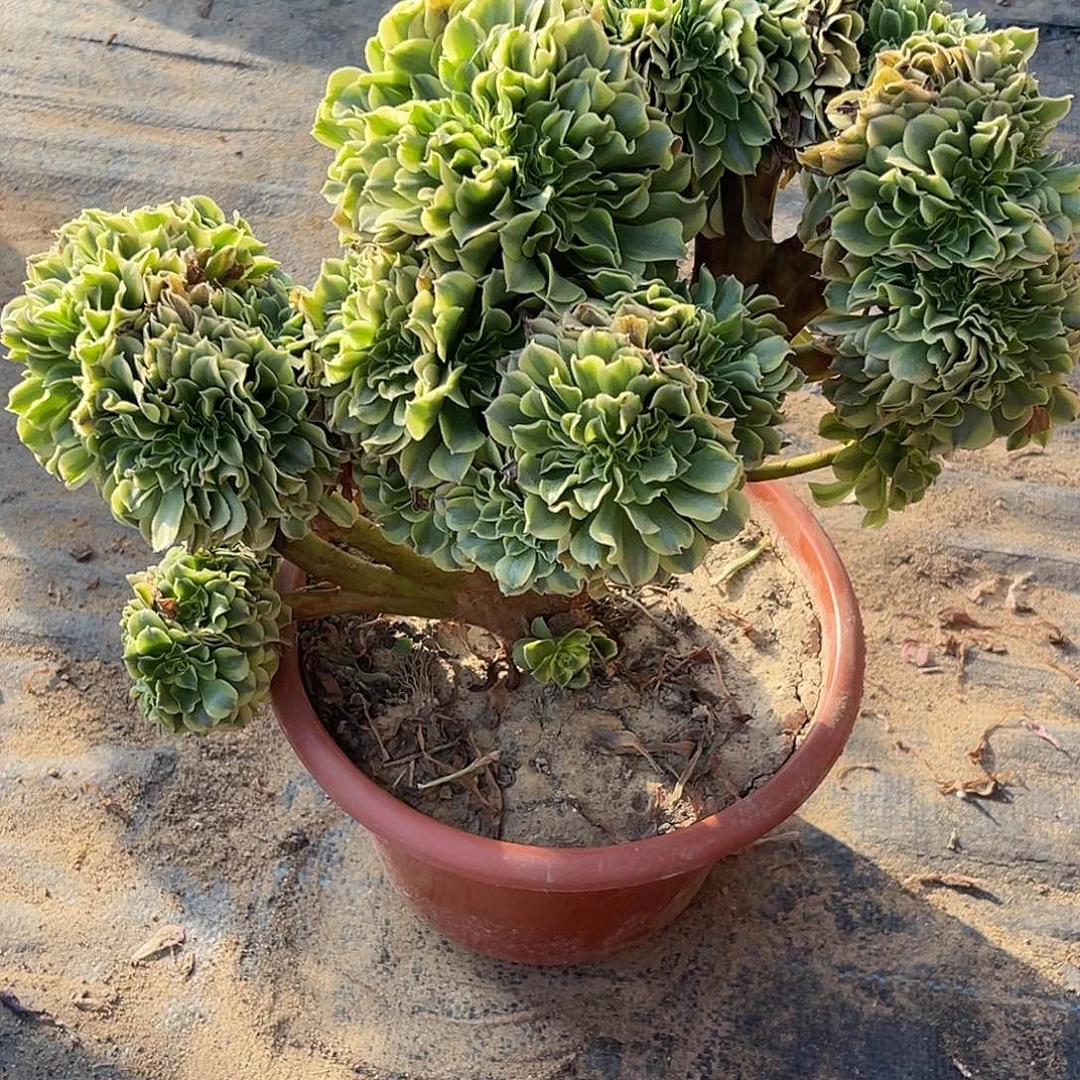 惜***缘绿豆沙缀化脱土发货