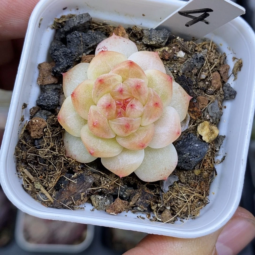 果冻甜心5厘米盆多肉植物