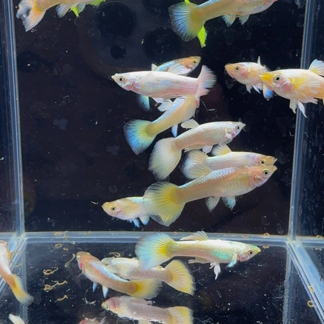 孔雀鱼满麟黄金4条2对