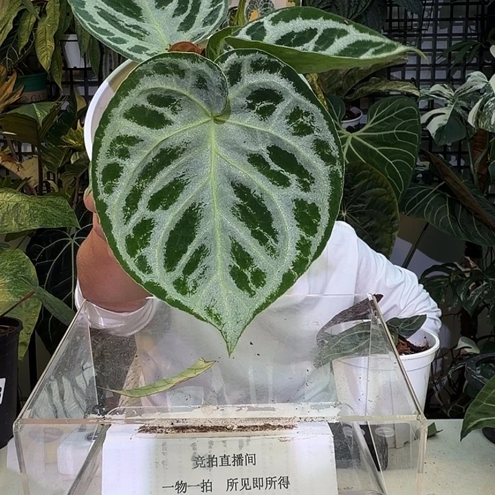 I***c完全开放L75优选铜锣烧