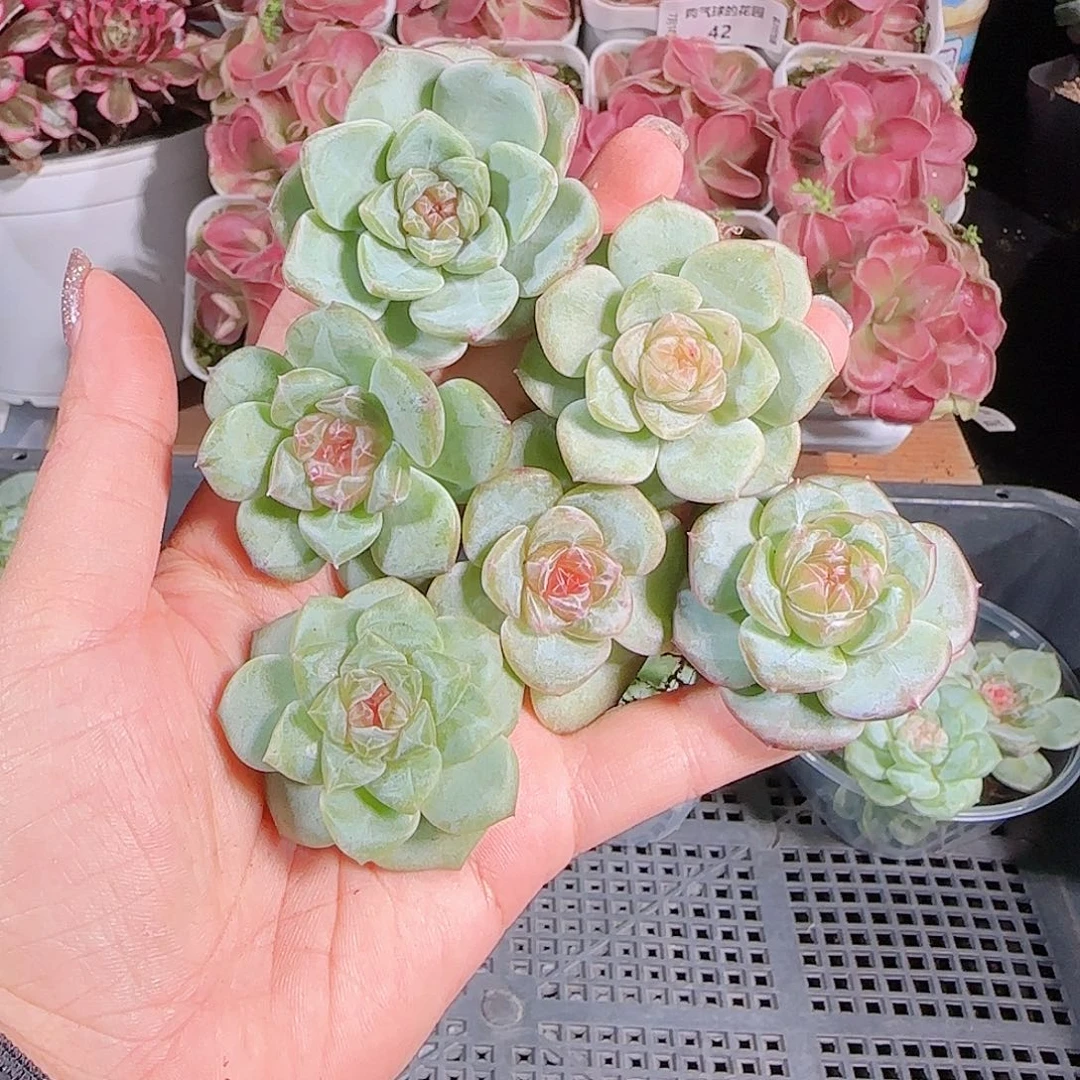 0710.-糖心珍妮82